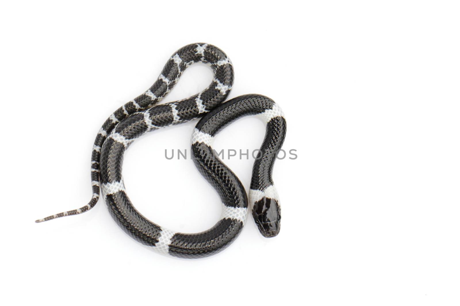 Image of little snake (Lycodon laoensis) on white background., R by yod67