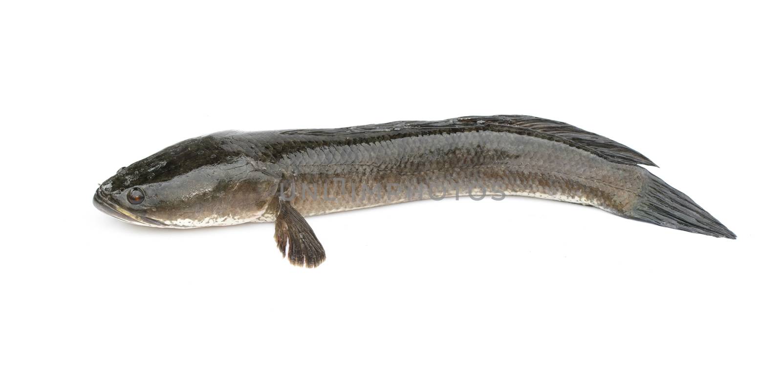 Image of striped snakehead fish isolated on white background,. Aquatic Animals. 