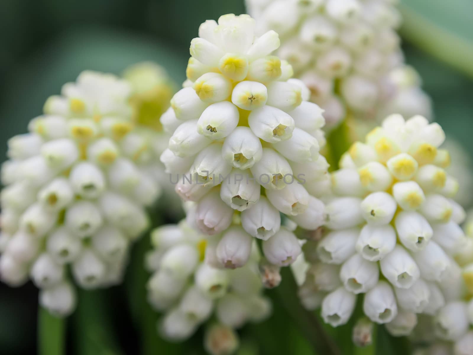 White spring flowers Muscari Grape hyacinth , use as nice background