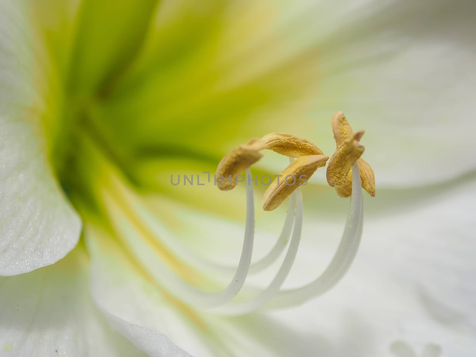 Close-up of a white lily flower with orange pollen on stamens