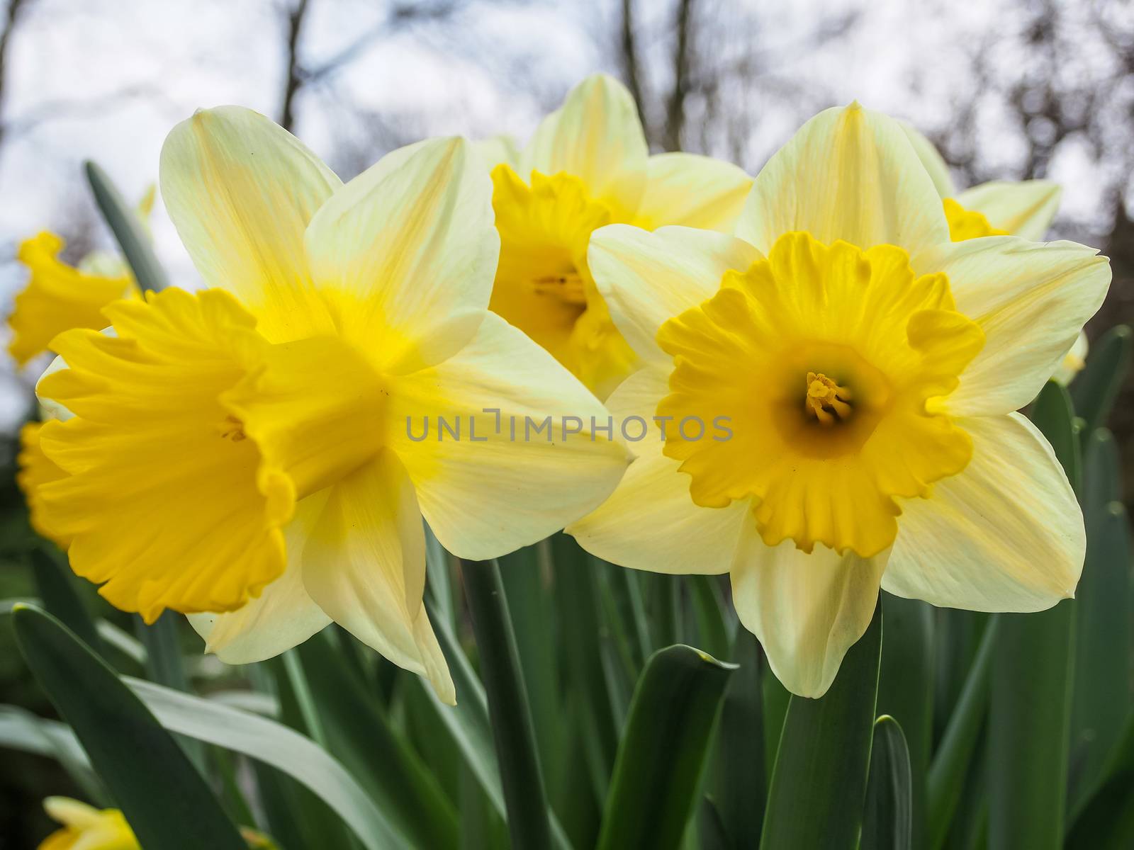 Daffodils (Narcissus) has conspicuous flowers with six petal-like tepals surmounted by a cup- or trumpet-shaped corona. It is the symbol of cancer charities in many countries.