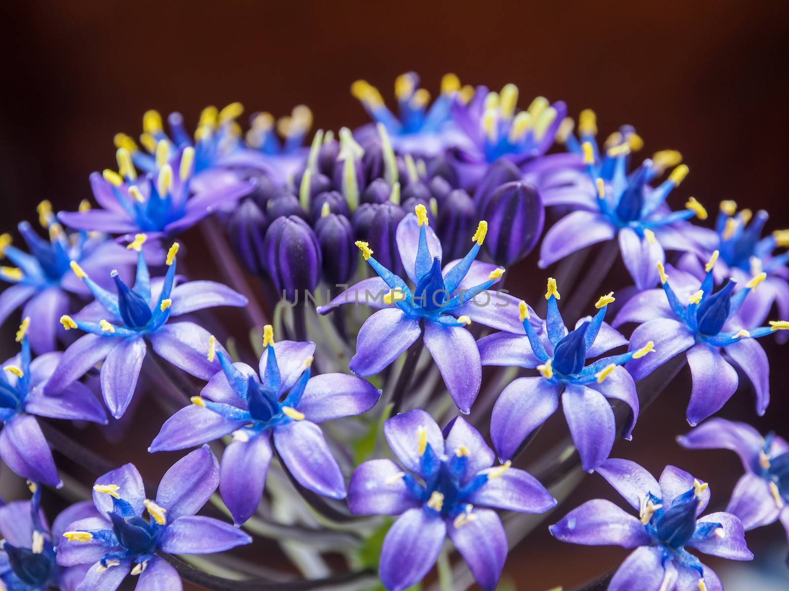 scilla peruviana gigantea. close up of blue flowers