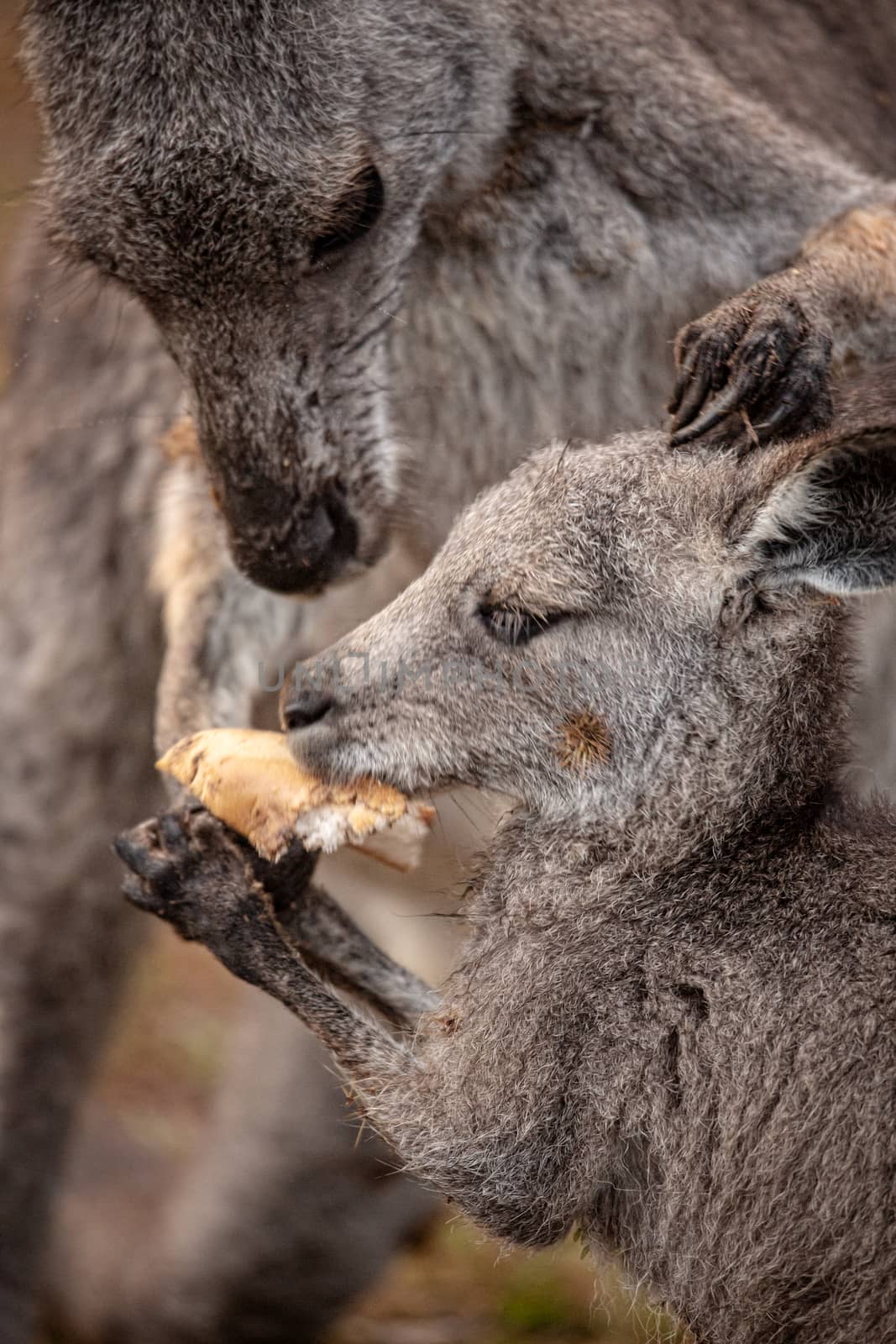 Mother kangaroo sharing food with her joey.  Animal behaviour, caring, sharing, loving, Focus to side of joey and arm, with paws and mouth in motion