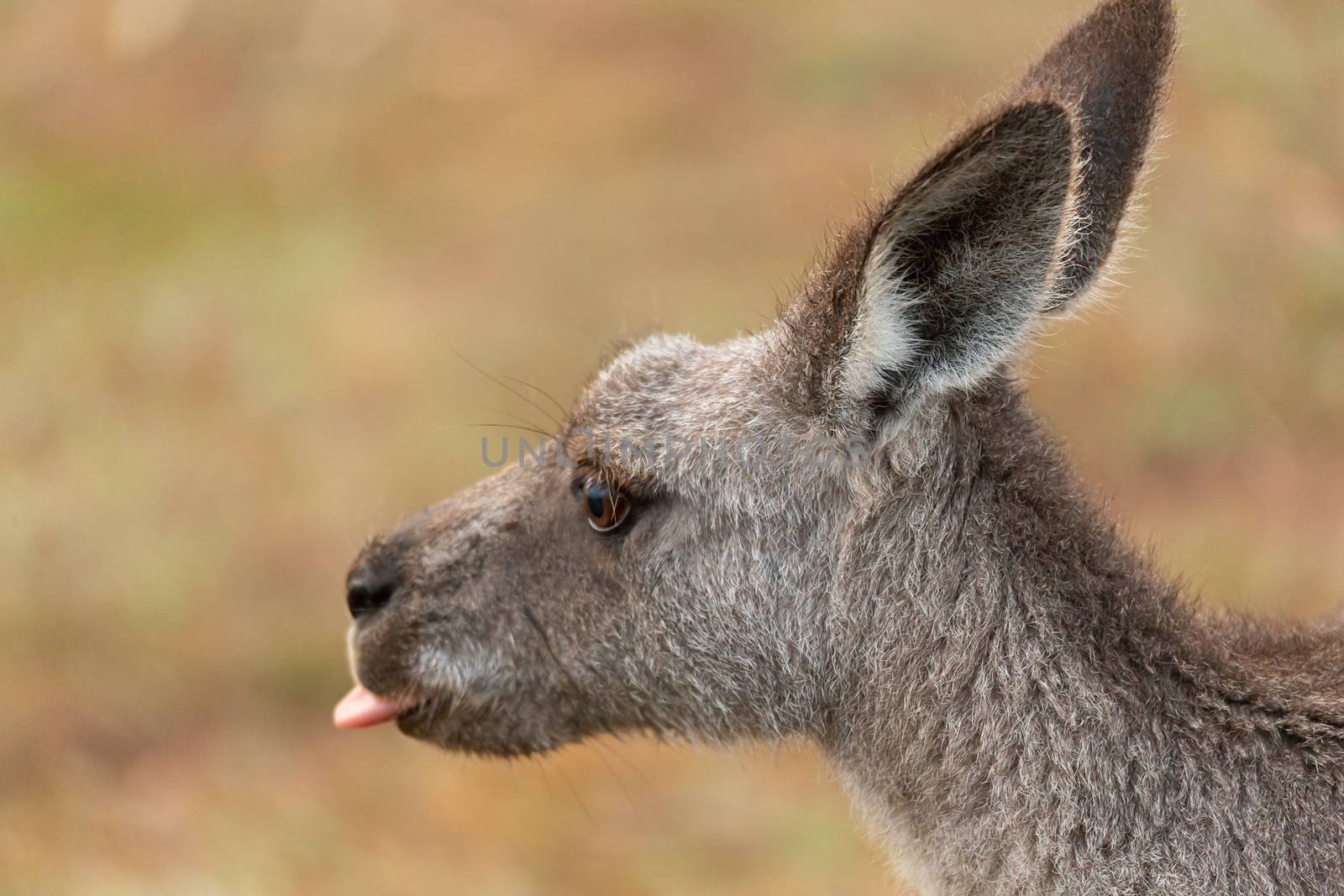 Kangaroo poke out tongue 