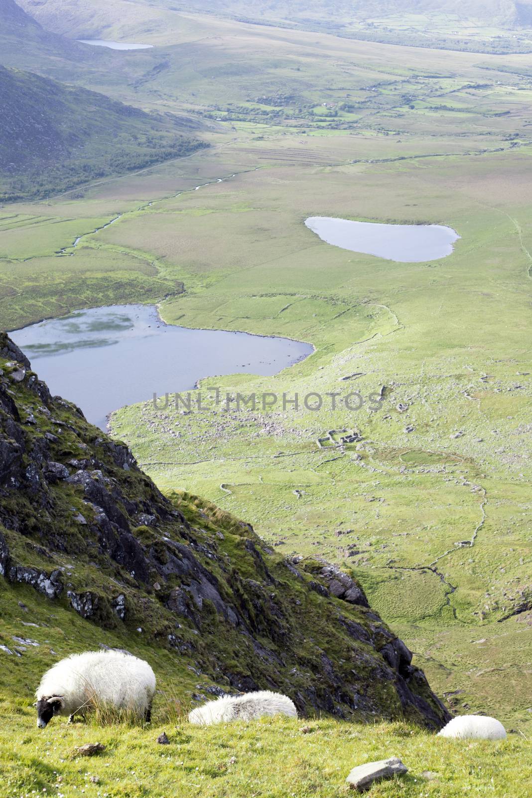 sheep at a scenic view of the mountains on the kerry way in county kerry ireland
