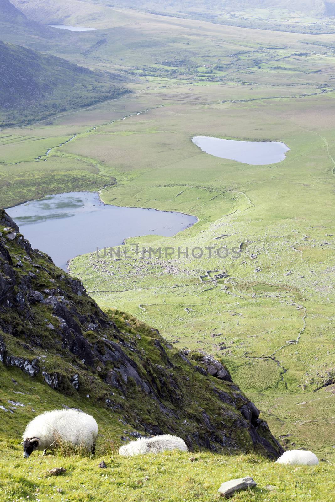 sheep herd at a scenic view by morrbyte