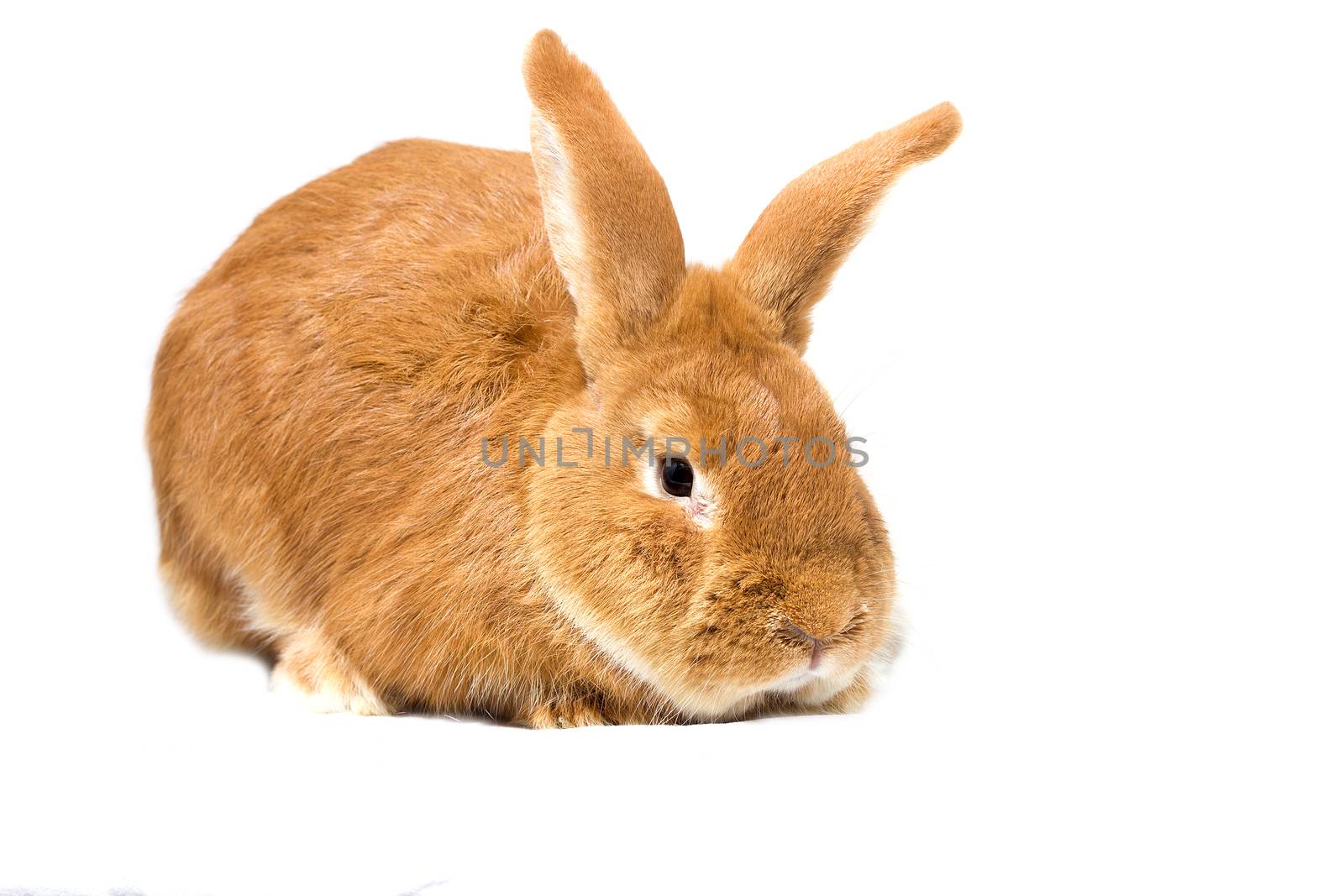 Big fluffy red-haired rabbit isolated on white background. Easter Bunny.