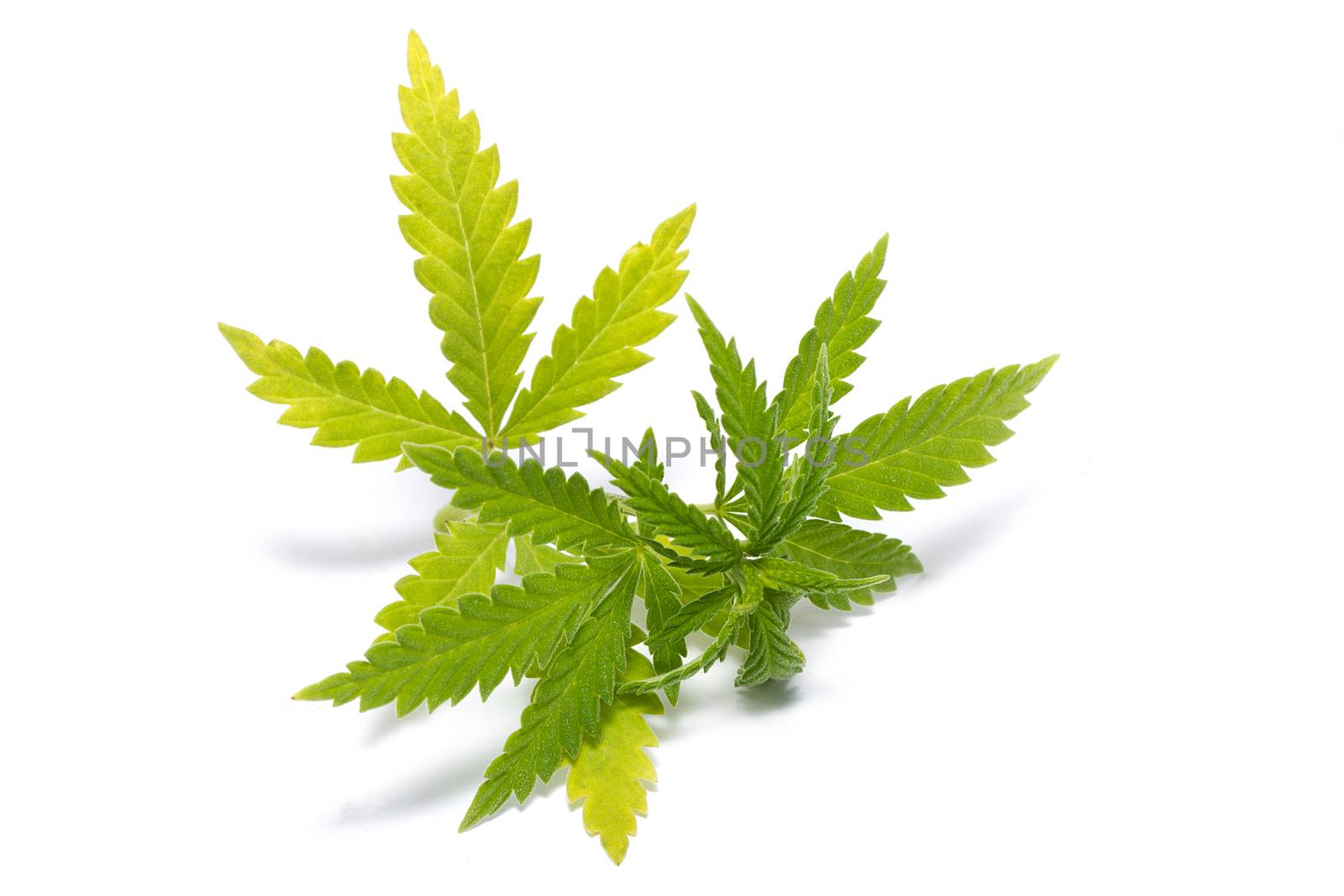 Cannabis leaf isolated on white background. Prohibited drug. Alternative Drug.