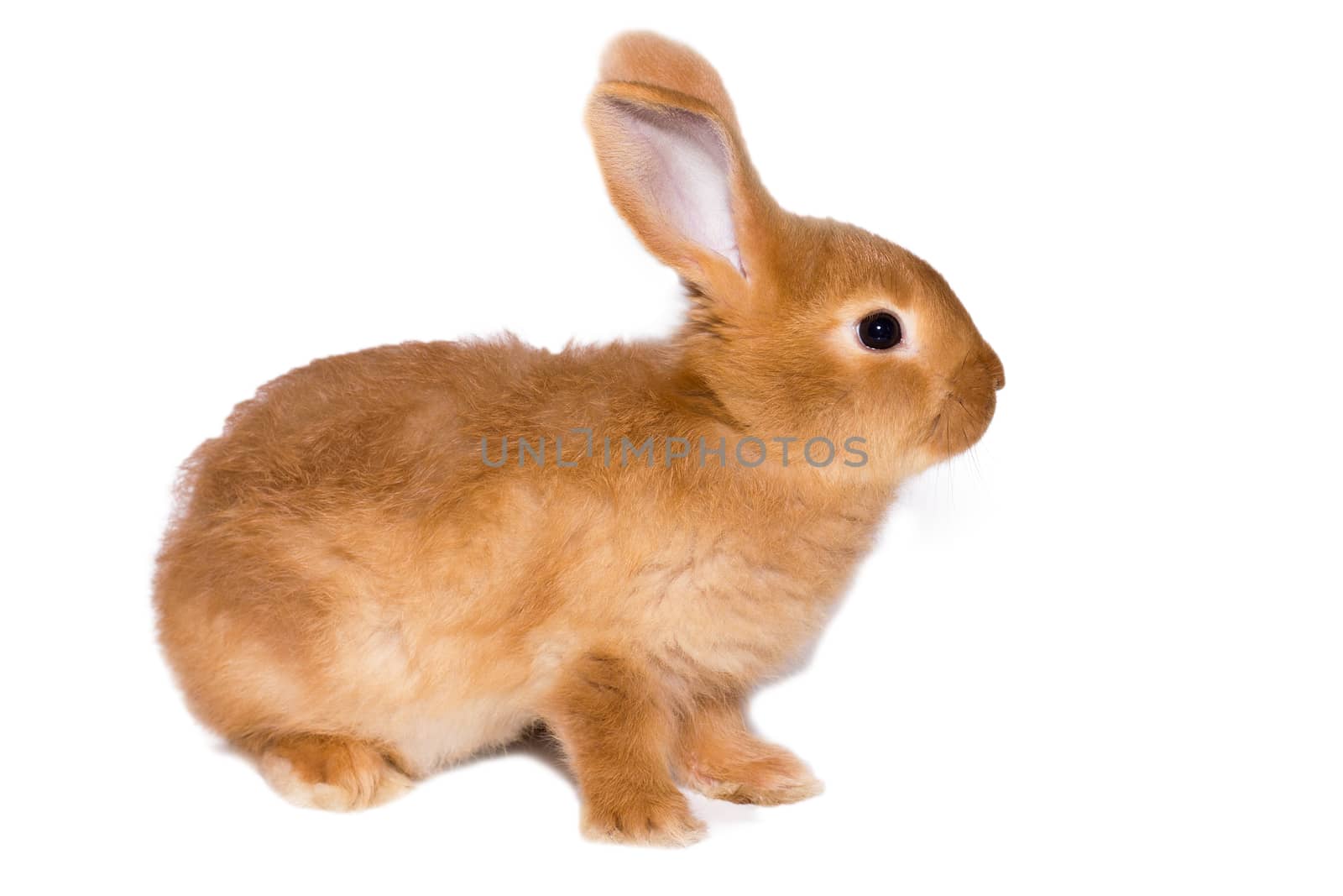 Big fluffy red-haired rabbit isolated on white background. Easter Bunny.