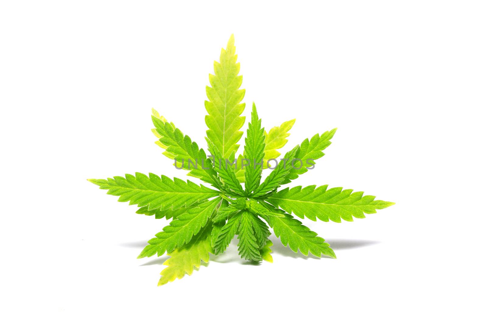Cannabis leaf isolated on white background. Prohibited drug. Alternative Drug.