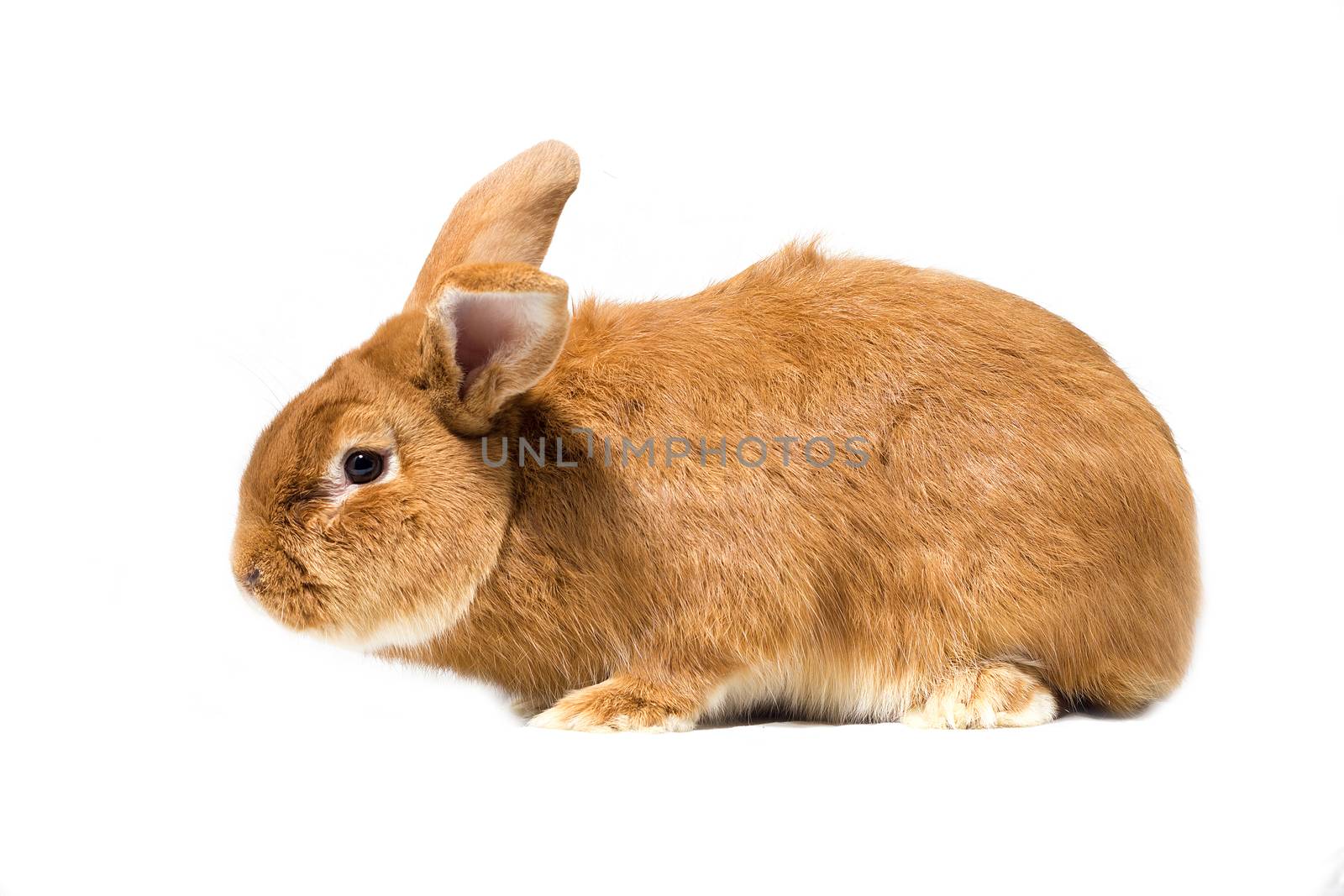 Big fluffy red-haired rabbit isolated on white background. Easter Bunny.