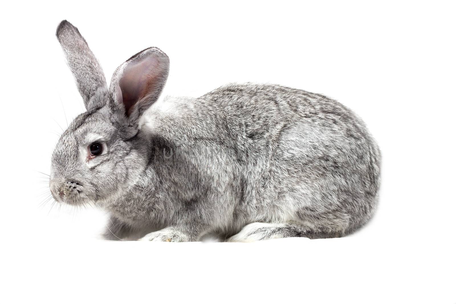 Big fluffy gray rabbit isolated on white background. Easter Bunny.