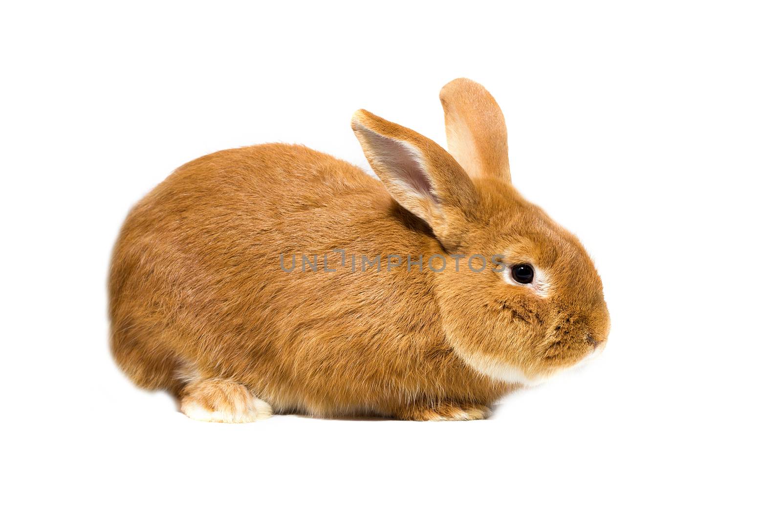 Big fluffy red-haired rabbit isolated on white background. Easter Bunny.