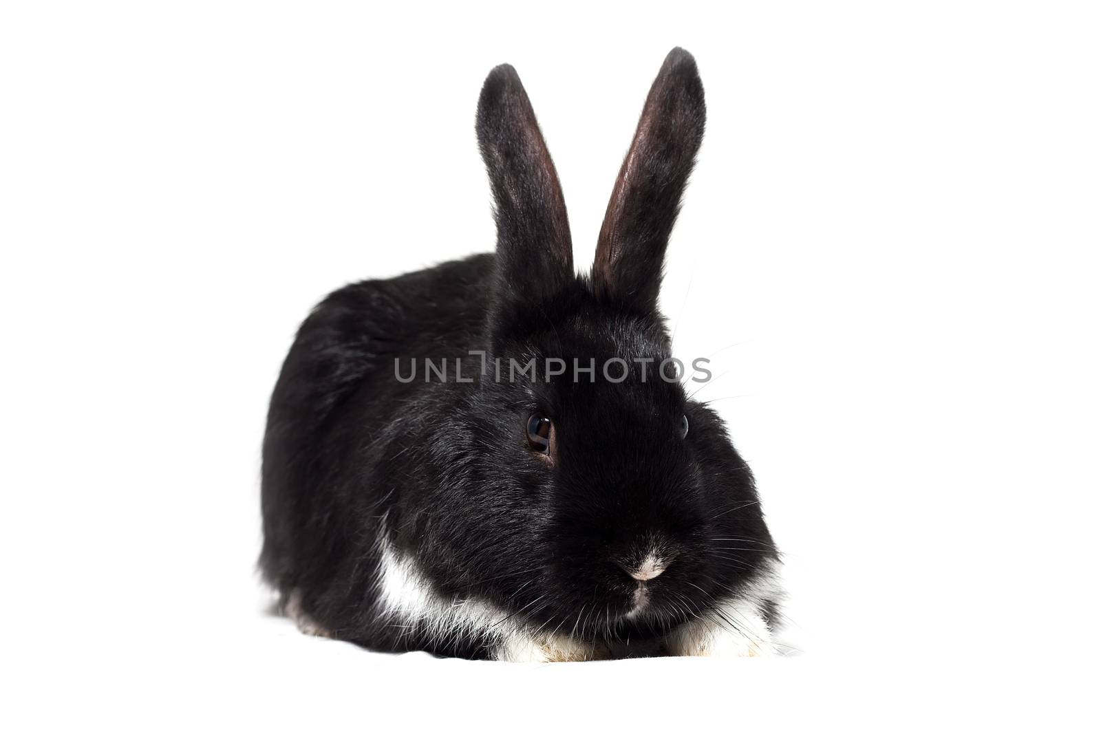 Big fluffy black bunny isolated on white background. Easter Bunny.