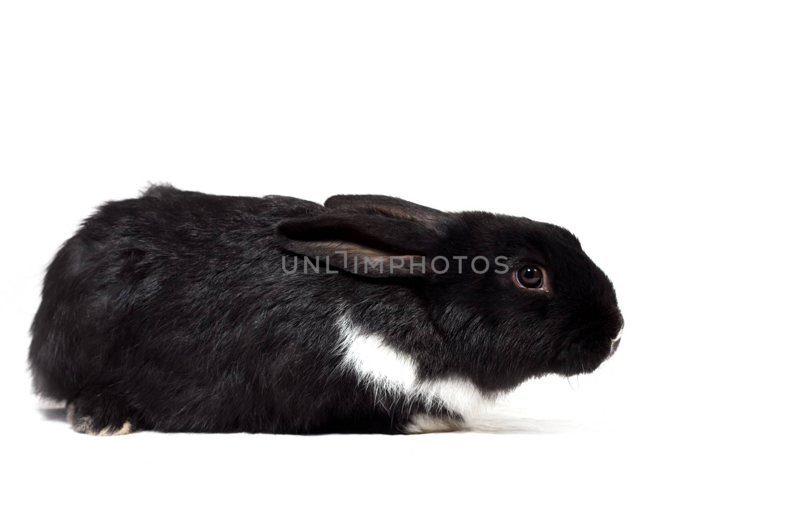 Big fluffy black bunny isolated on white background. Easter Bunny.