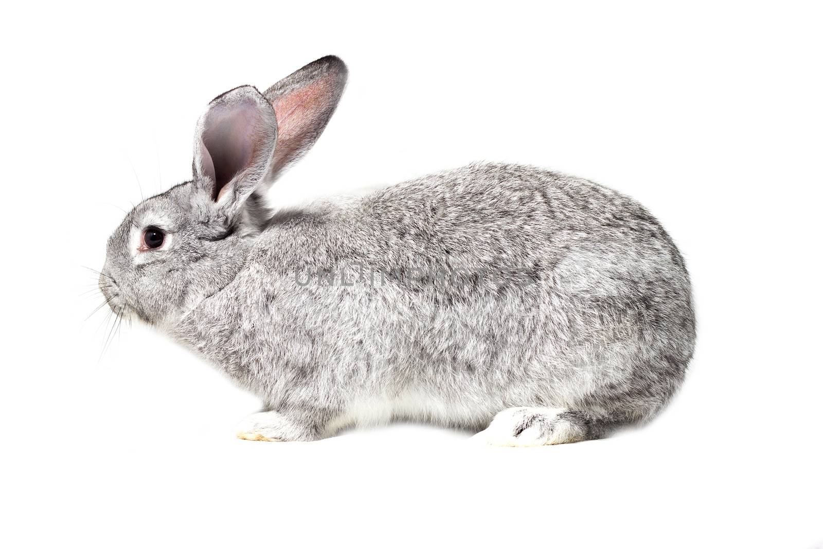 Big fluffy gray rabbit isolated on white background. Easter Bunny.