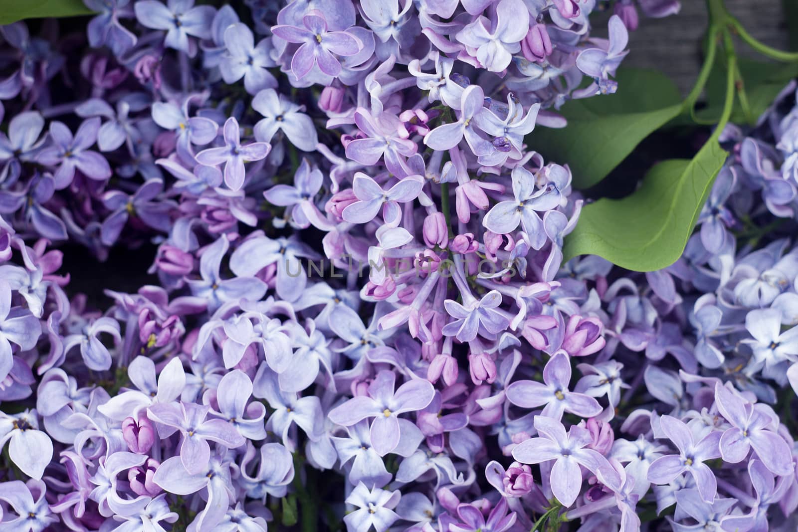 Lilac close up. Spring lilac background. Gentle natural backgrou by kasynets_olena