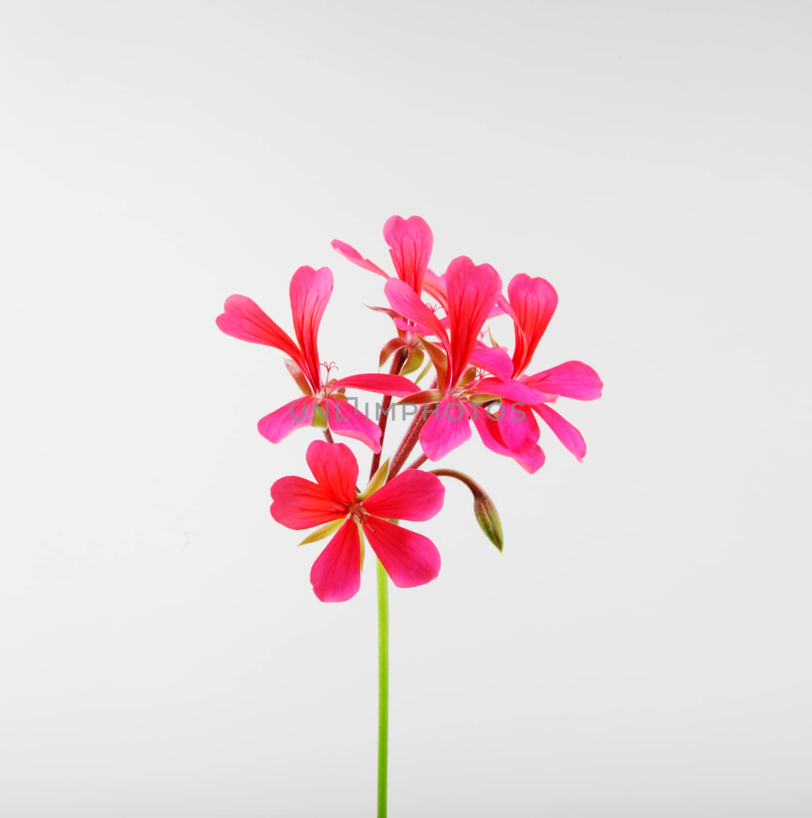 Geranium Pelargonium Flowers Isolated On White Background