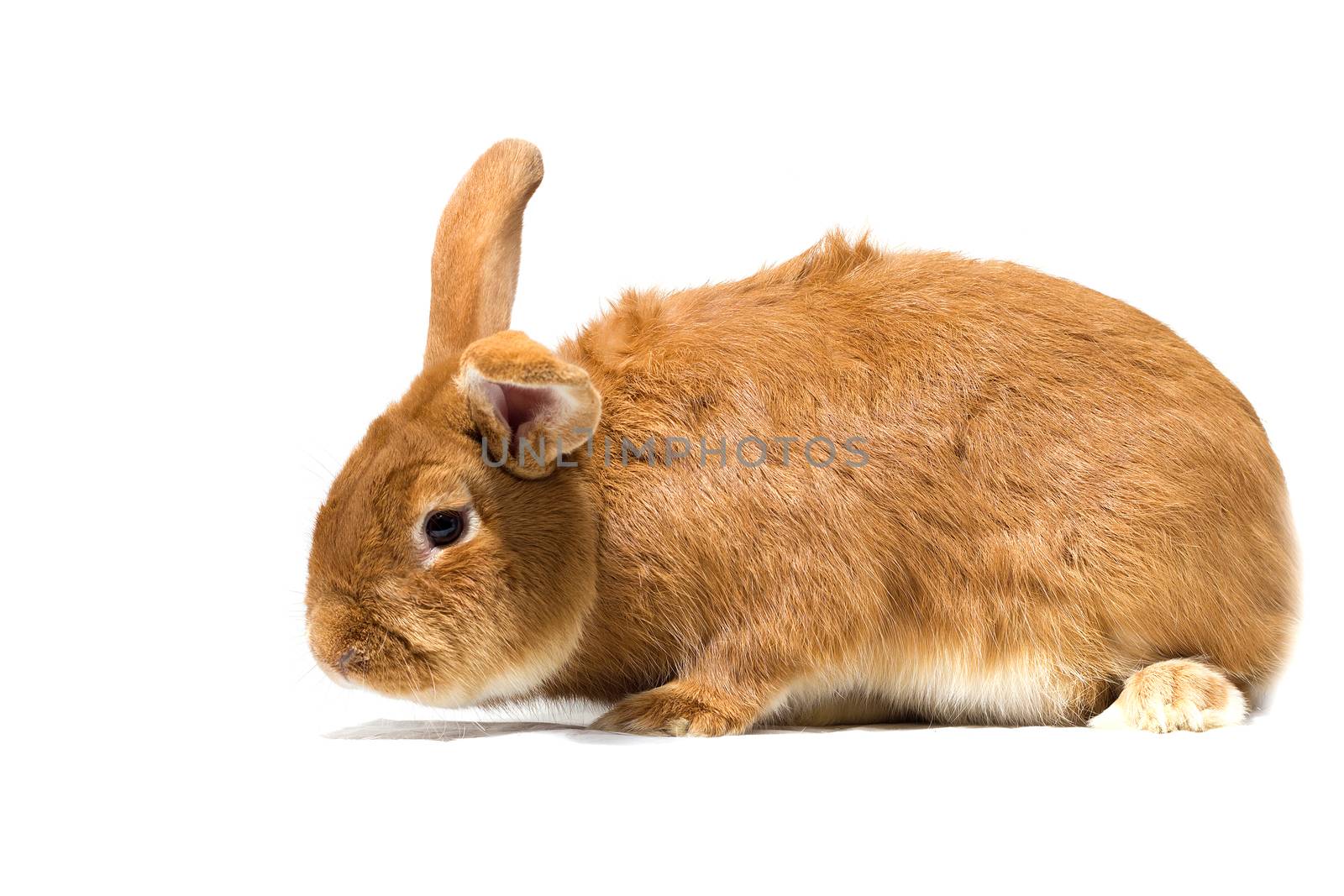 Big fluffy red-haired rabbit isolated on white background. Easter Bunny.