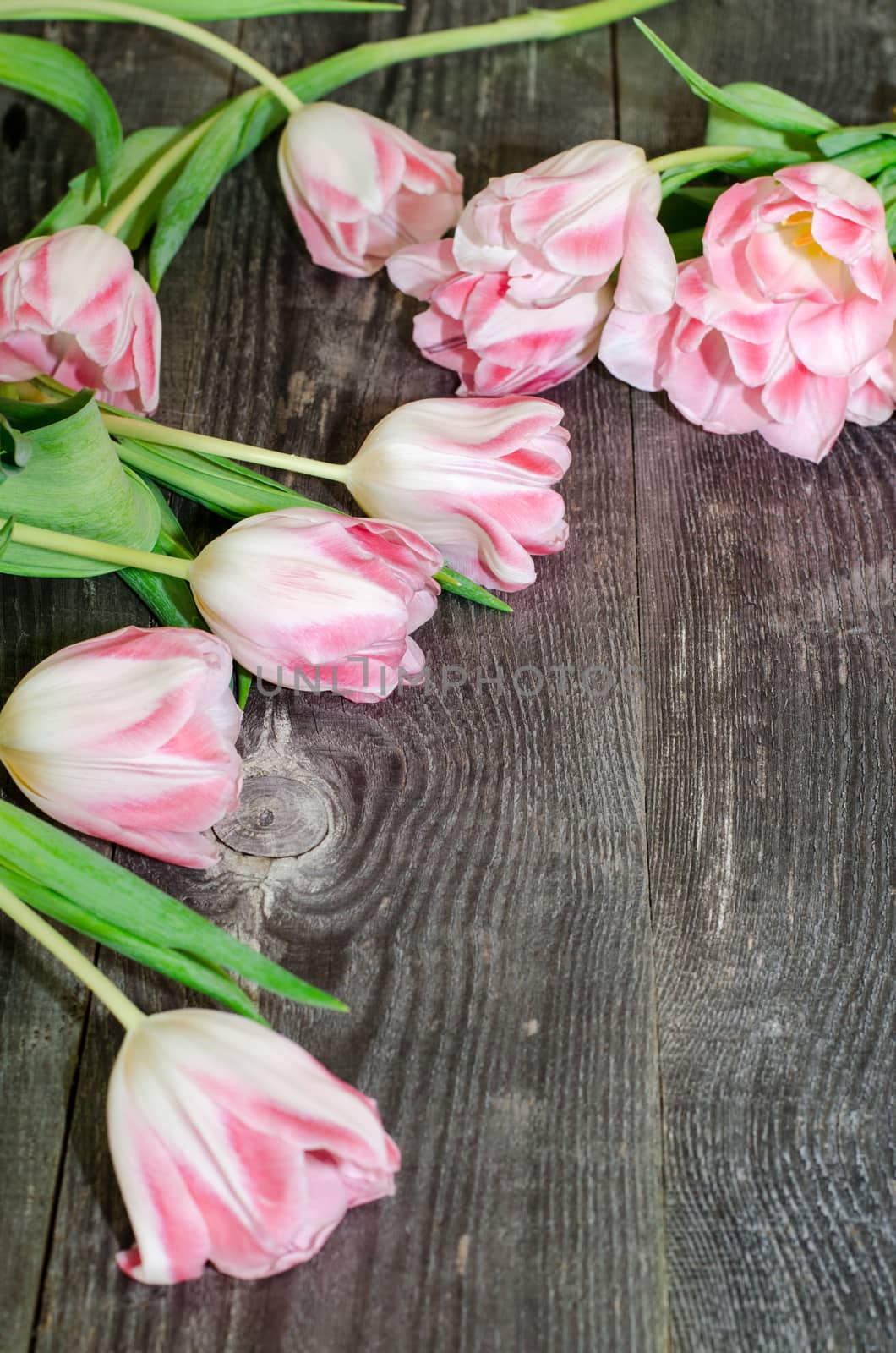 Bouquet of pink tulips on the background of old wooden boards with a place for the inscription, toned.