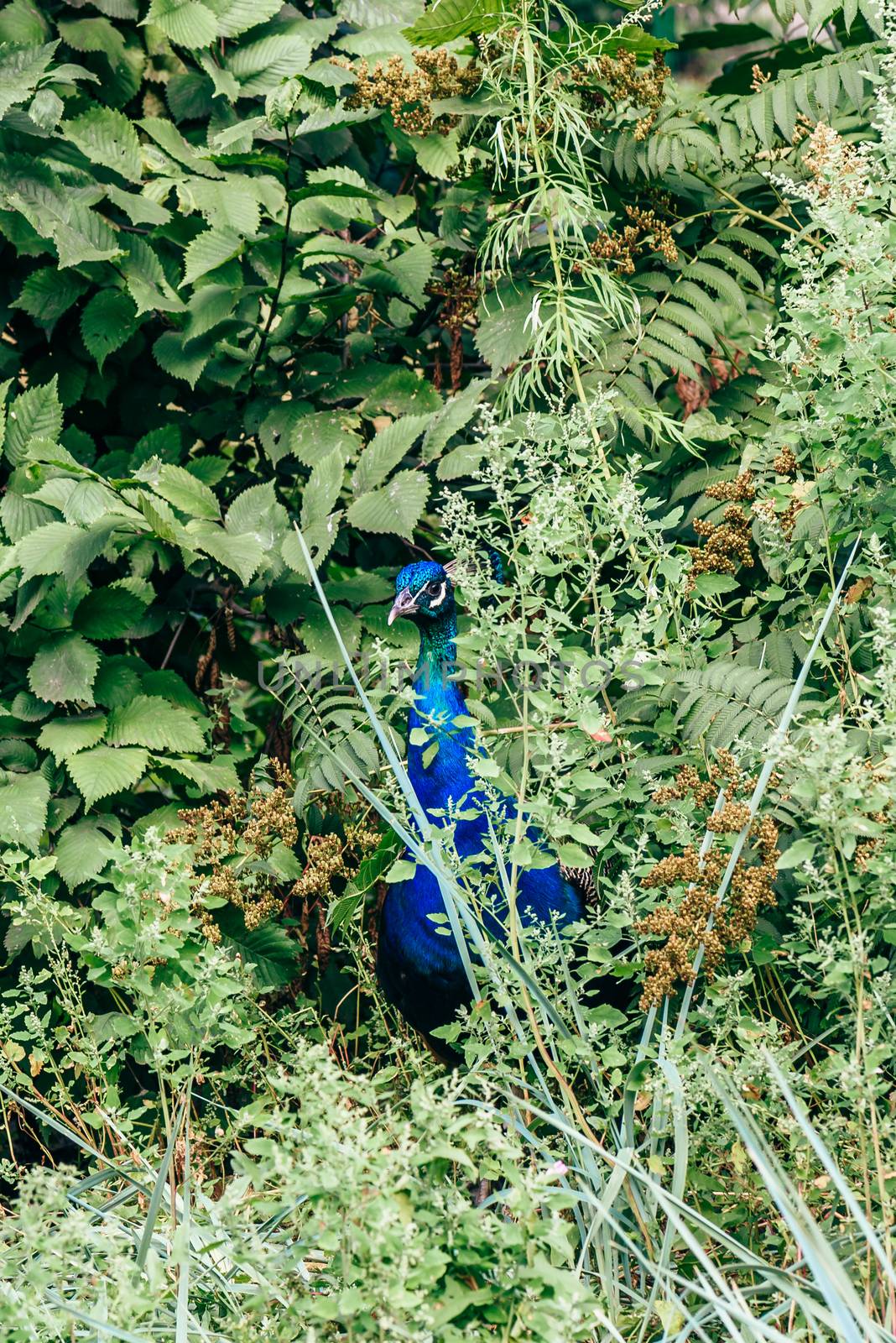 Lonely wild male peacock in green bush.