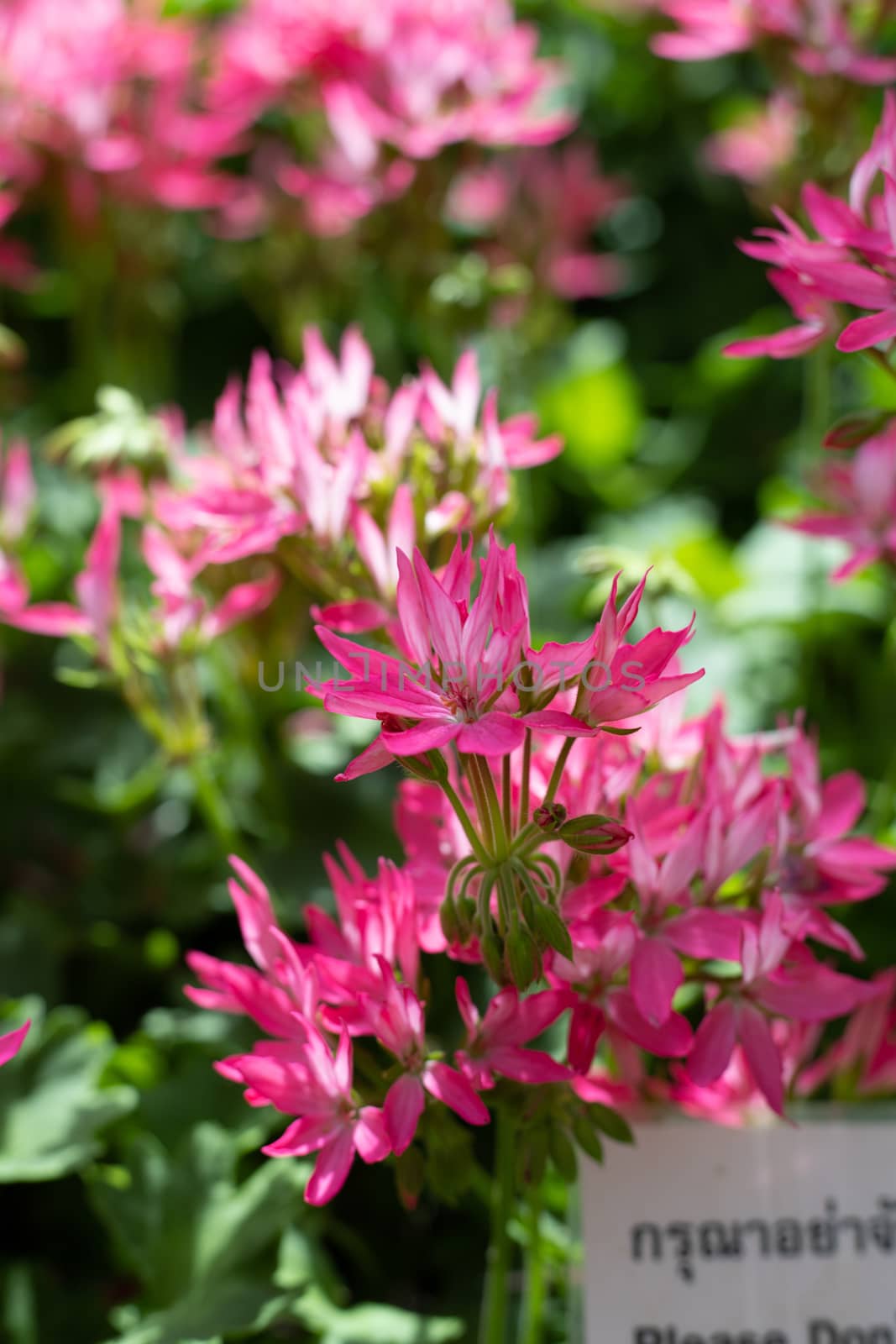 The background image of the colorful flowers, background nature