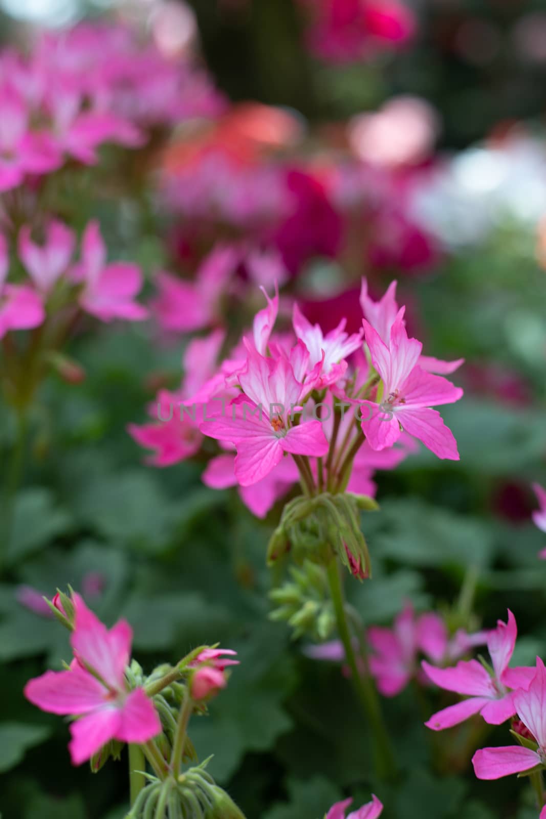 The background image of the colorful flowers, background nature