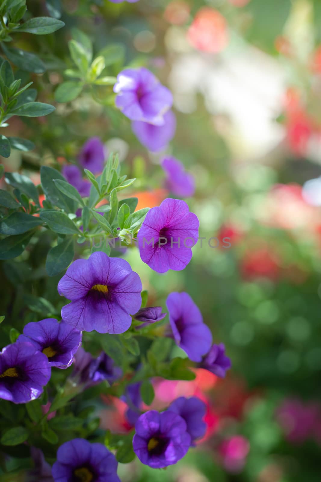 The background image of the colorful flowers, background nature