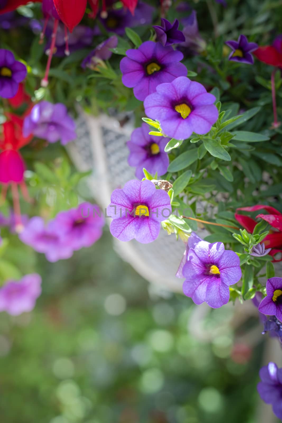 The background image of the colorful flowers, background nature