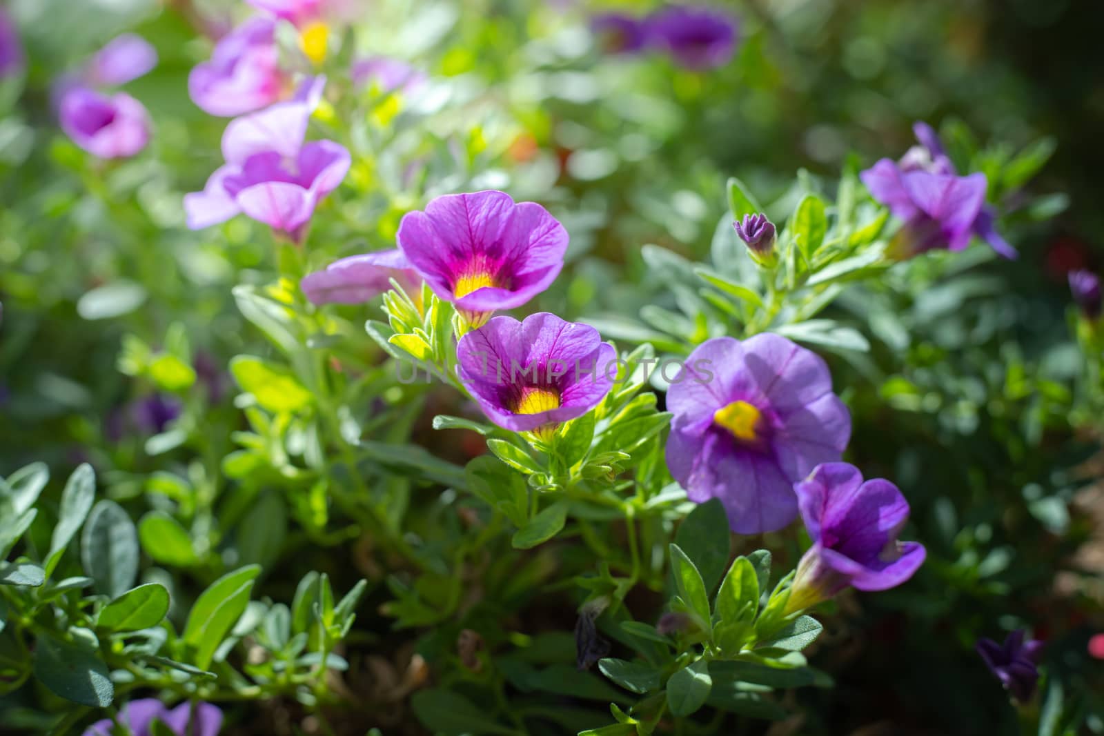 The background image of the colorful flowers, background nature