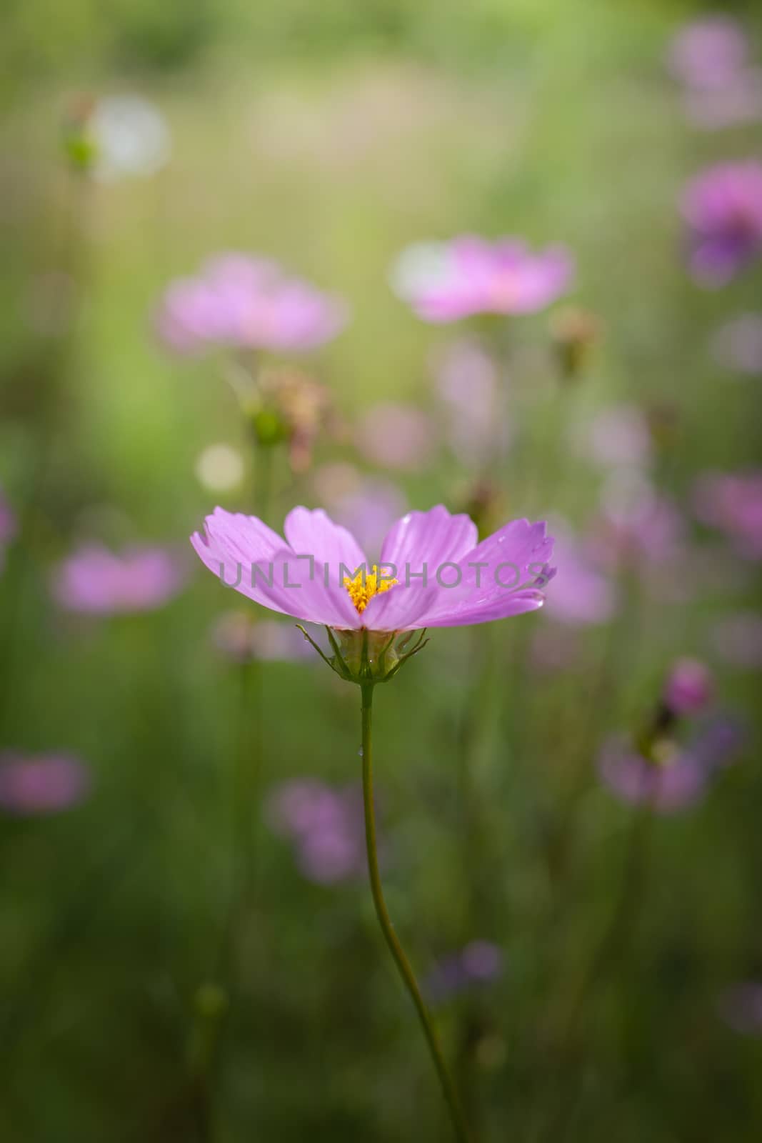 The background image of the colorful flowers, background nature