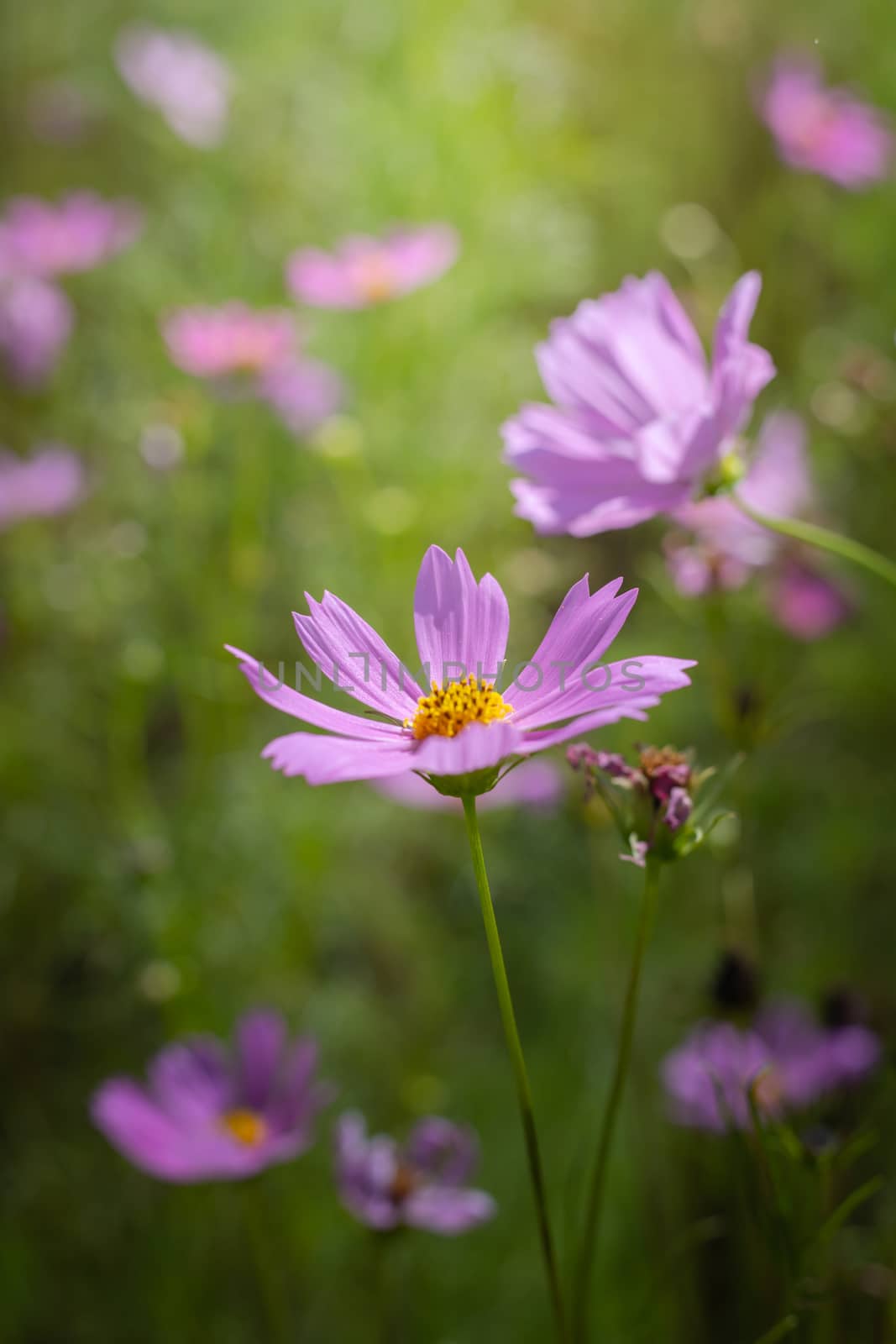 The background image of the colorful flowers, background nature