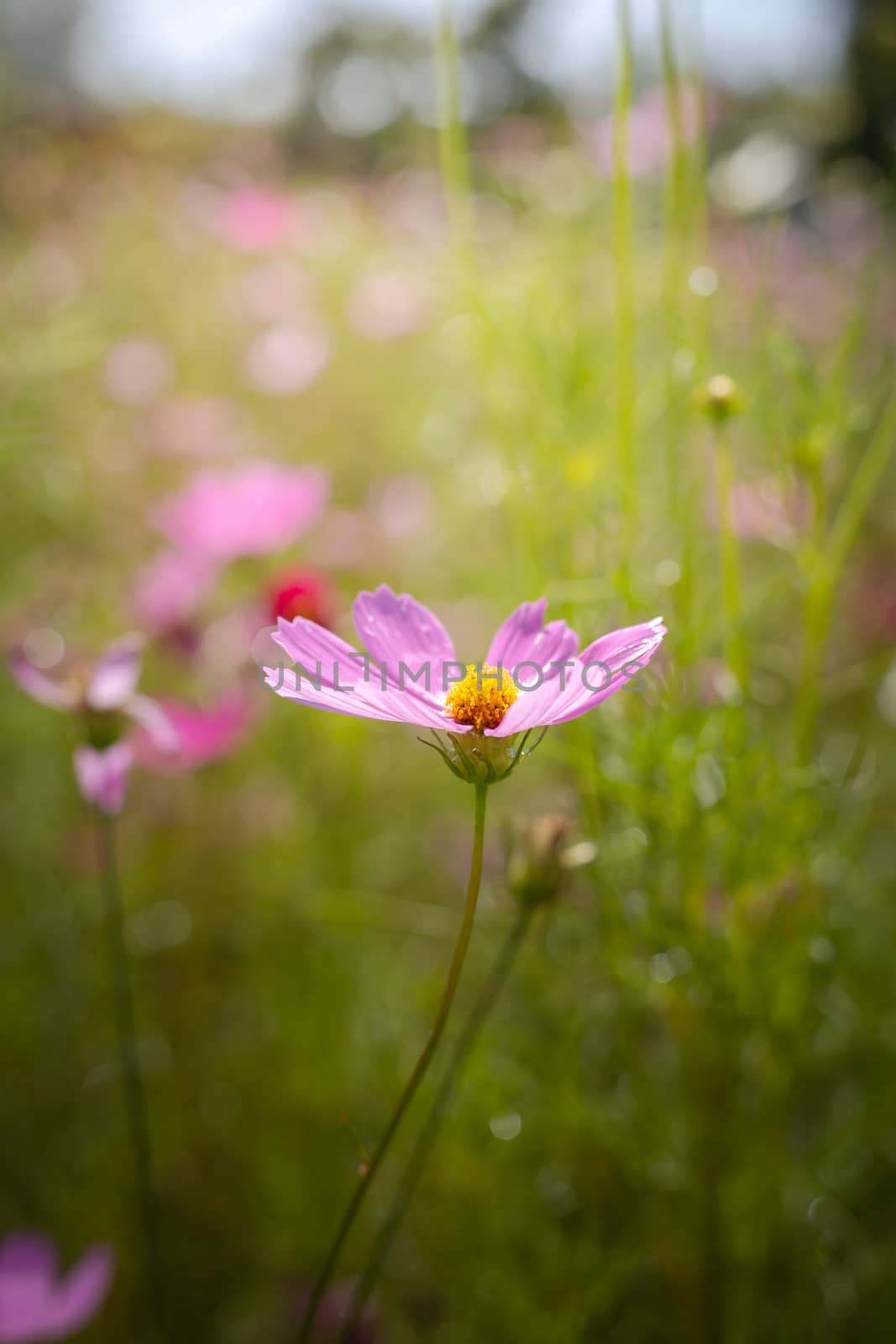 The background image of the colorful flowers, background nature