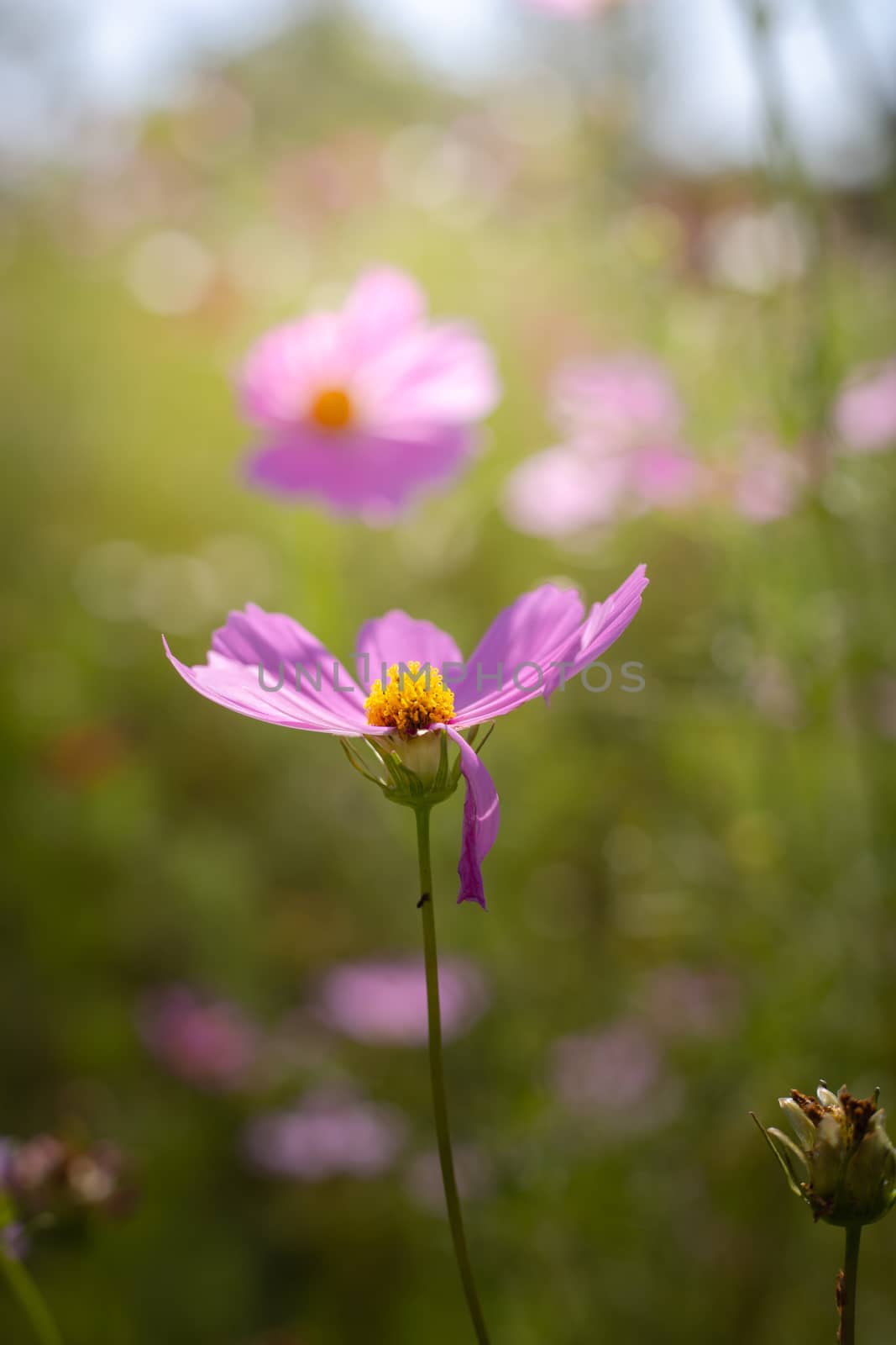 The background image of the colorful flowers, background nature