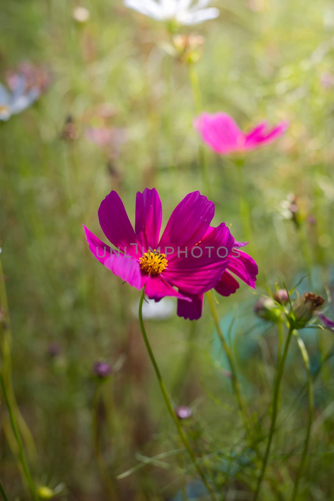 The background image of the colorful flowers, background nature