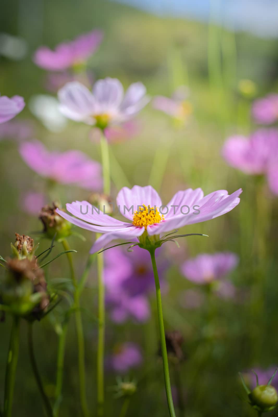 The background image of the colorful flowers, background nature