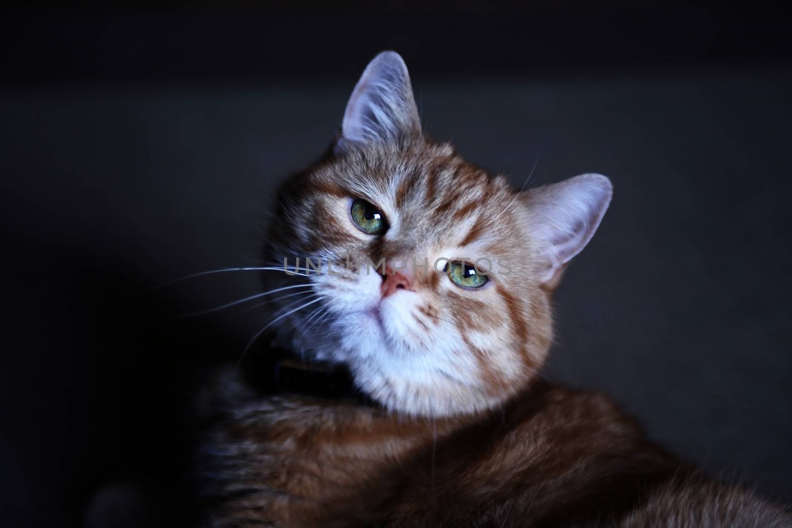 Ginger Cat Portrait by kvkirillov