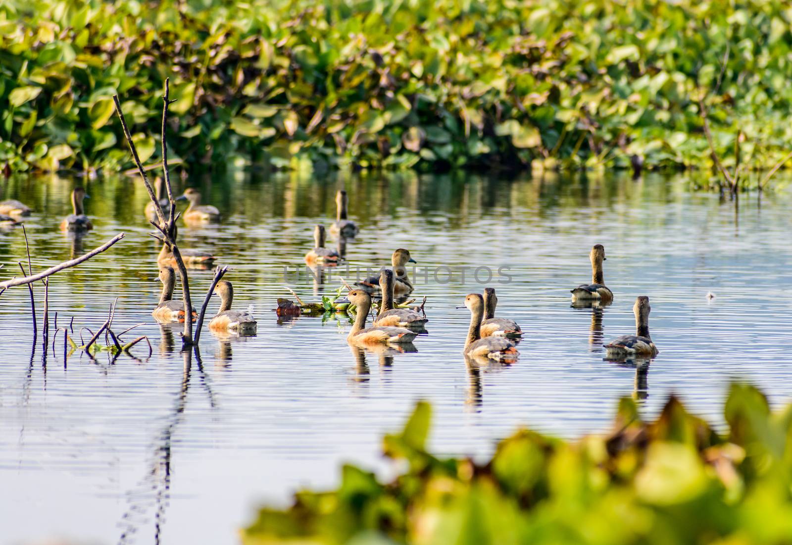 Closeup flock of billed duck aquatic bird (Anatidae species family), a chicken sized bird spotted in swimming in the lake field with Flowering Water Hyacinth. Sultanpur Bird Sanctuary, Haryana India.
