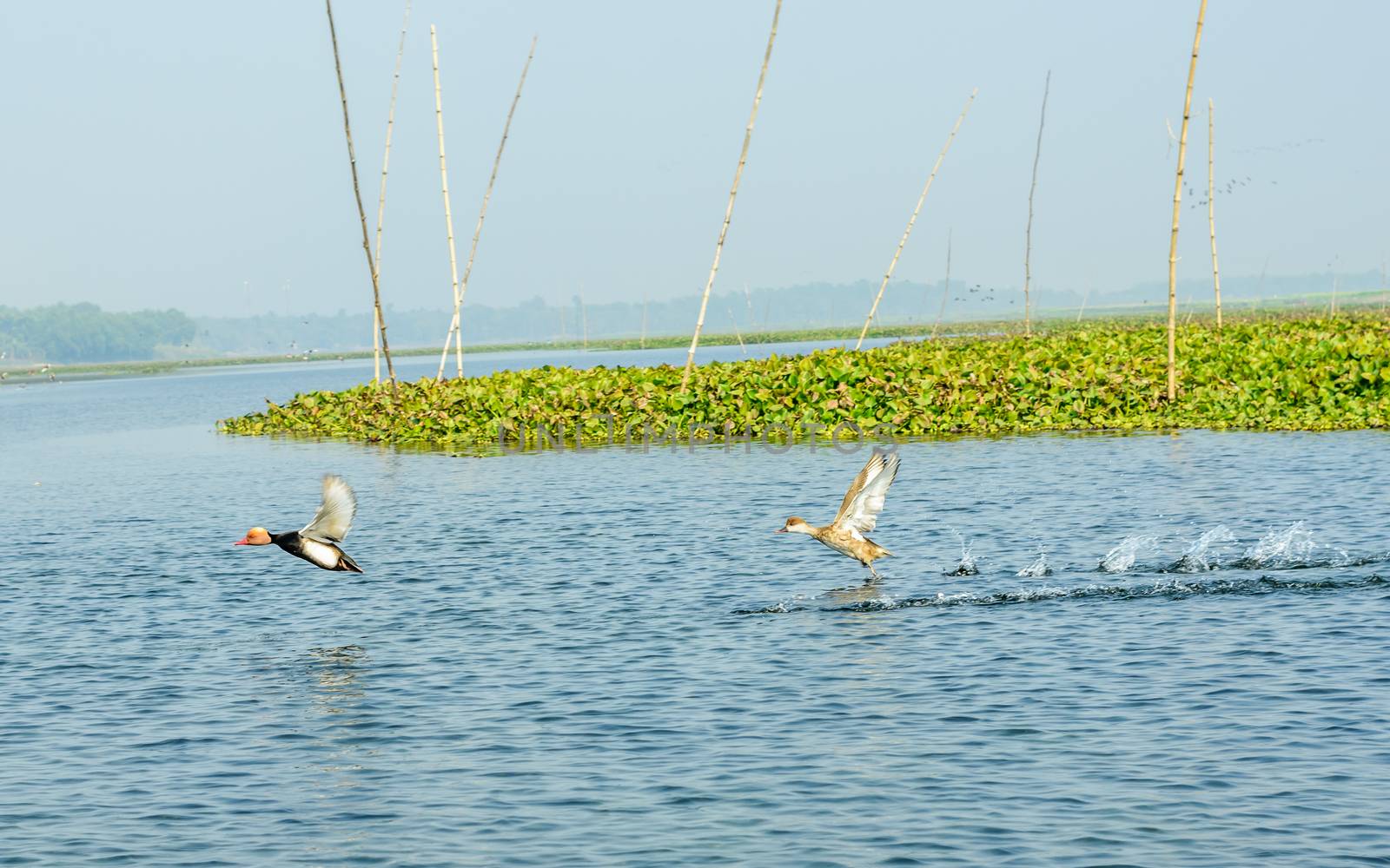 Close up of Seagulls or Gulls migratory birds, a medium size water bird, spotted flying in mangrove wetland of Krishna Wildlife Sanctuary, Andhra Pradesh India. It’s a species of Indian subcontinent.