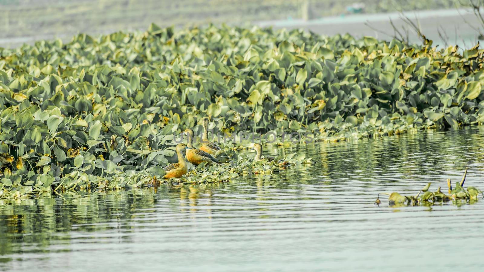 Closeup flock of billed duck aquatic bird (Anatidae species family), a chicken sized bird spotted in collecting food in the lake field with Flowering Water Hyacinth. Sultanpur Bird Sanctuary, Haryana