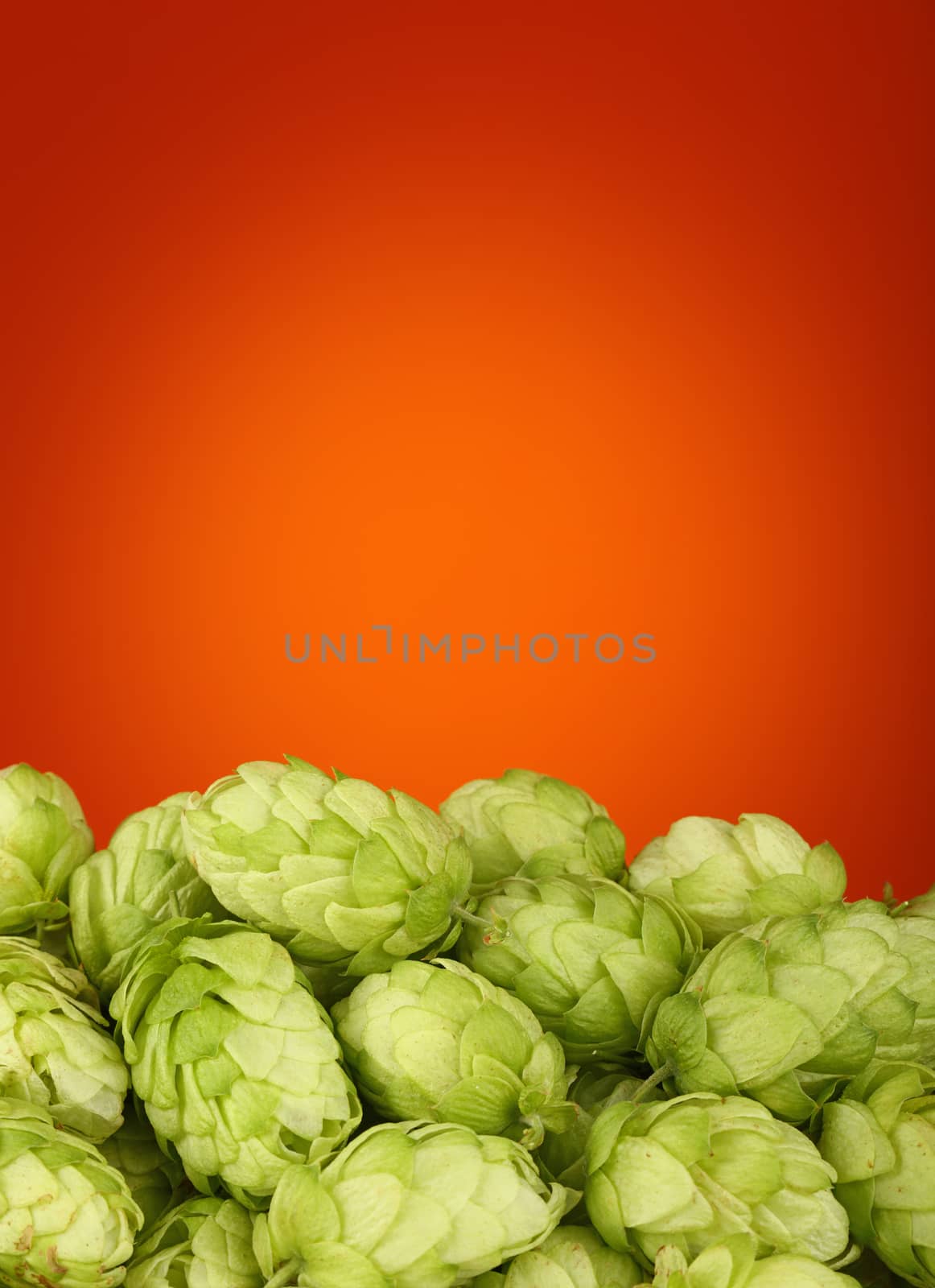Close up heap of fresh green hops with copy space by BreakingTheWalls