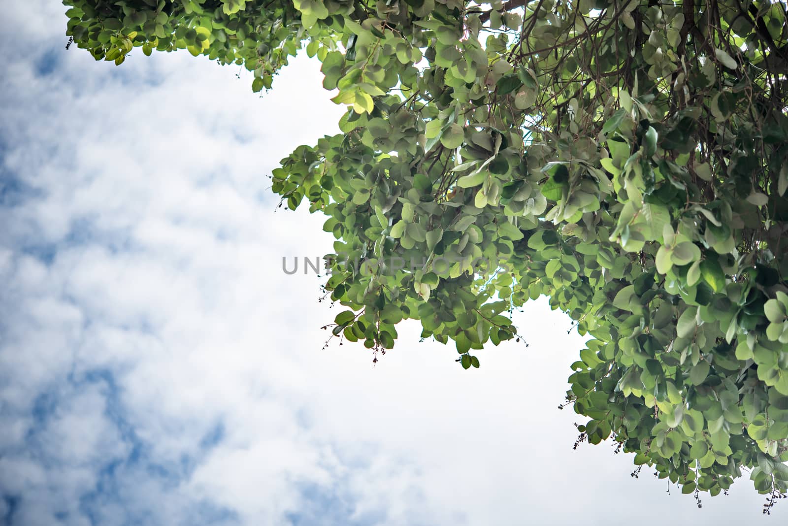 nature of cloud and blue sky with green leaves