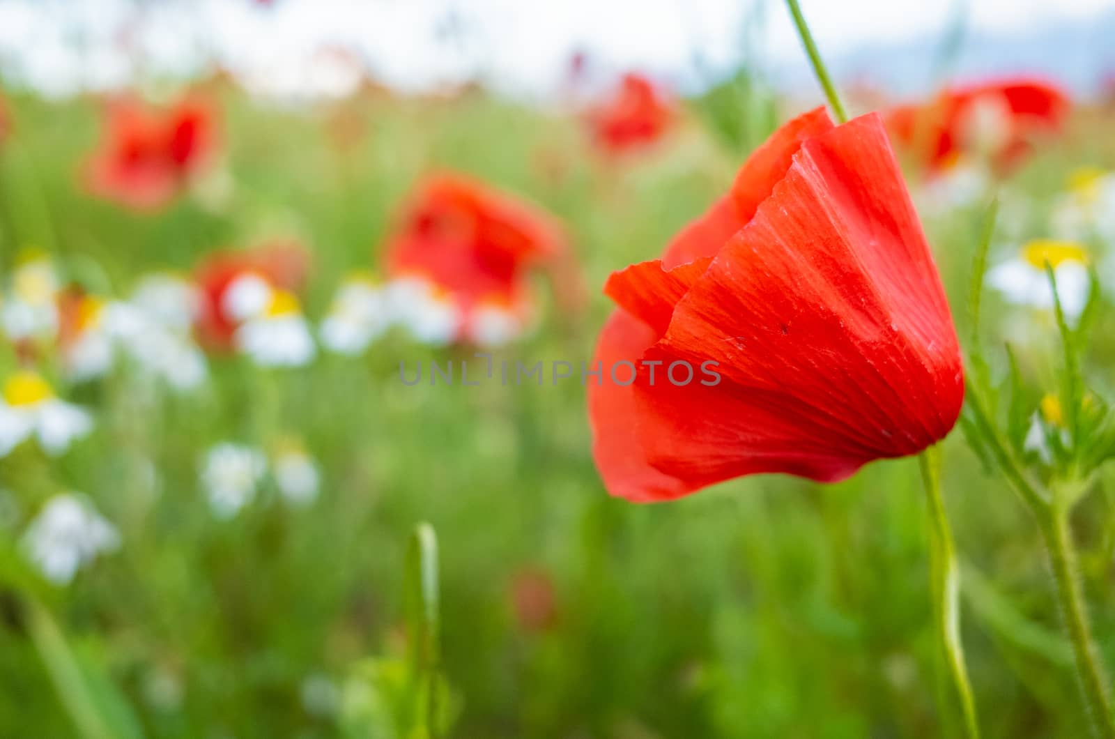 Closer view of beautiful some poppy flowers.