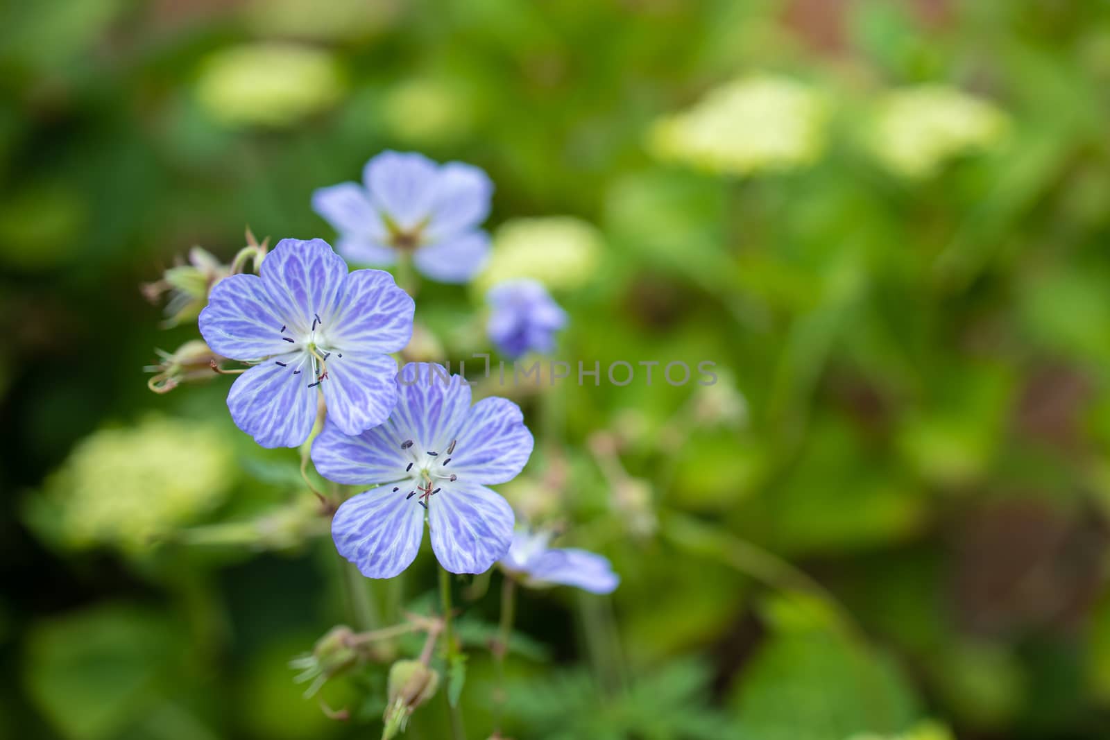 Close up view of a few Meadow Cranesbill flowers.