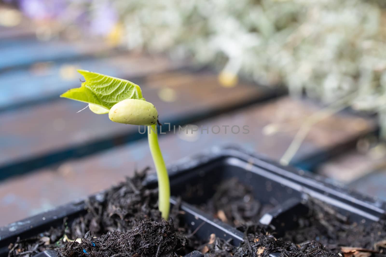 New germinated french bean seedling in a pot