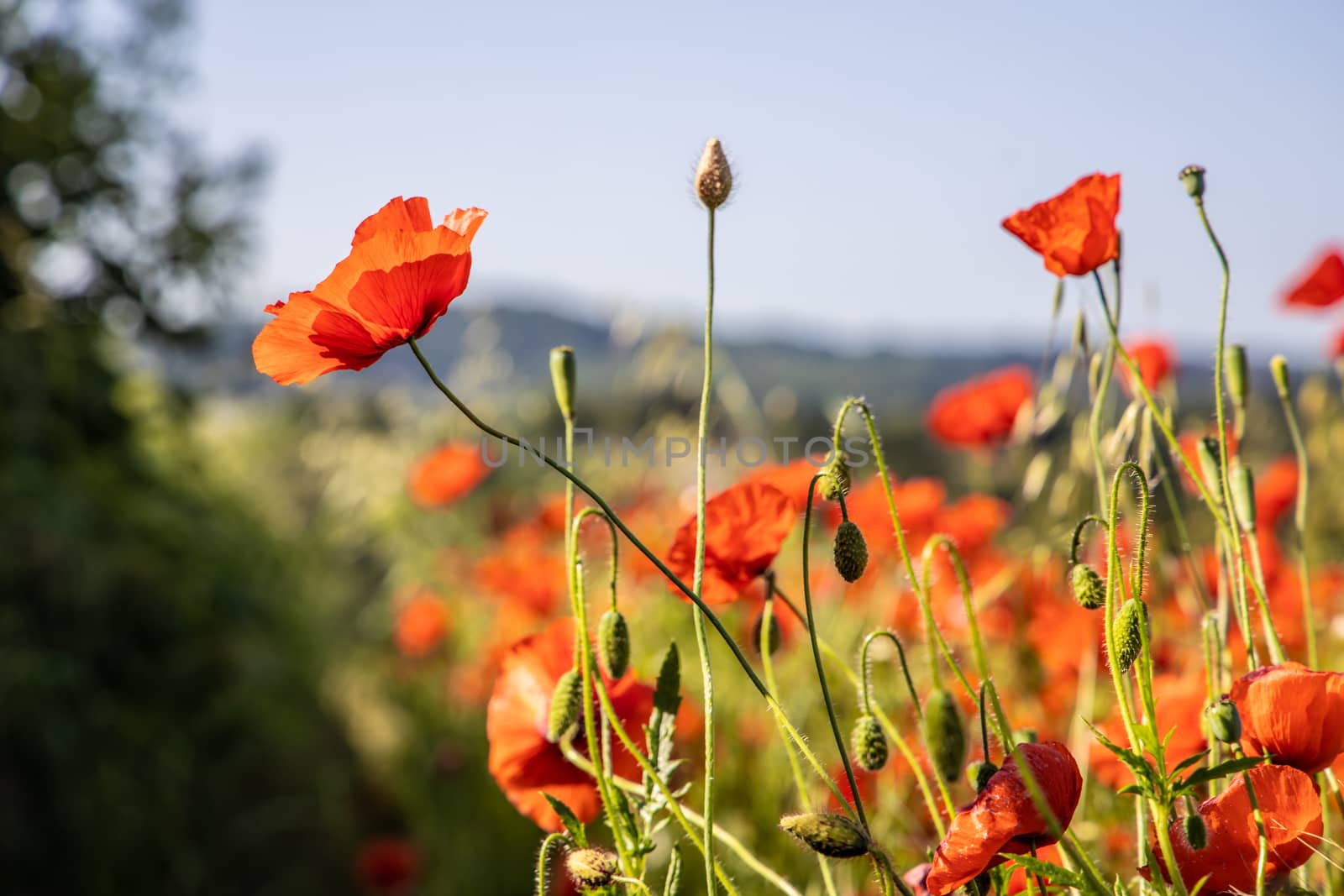 Close Up View of Beautiful Poppy Flowers by kstphotography