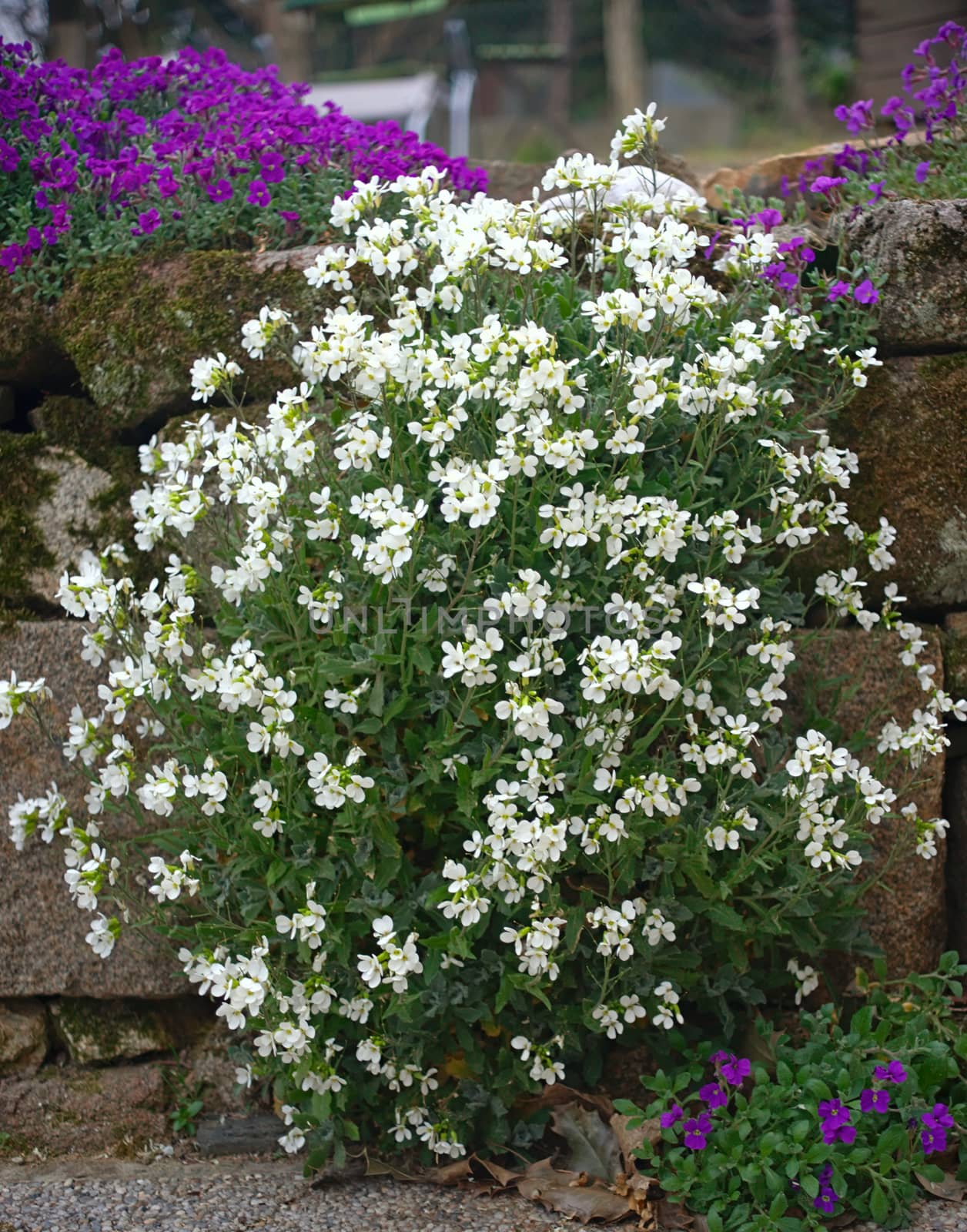 Plant blooming with small white flowers on stone wall