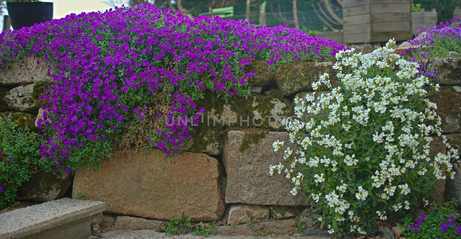 Plants blooming with small white and violet flowers on stone wall by sheriffkule