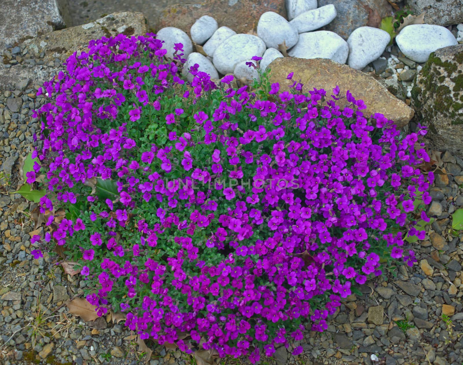Plant blooming with small violet flowers on stone wall by sheriffkule