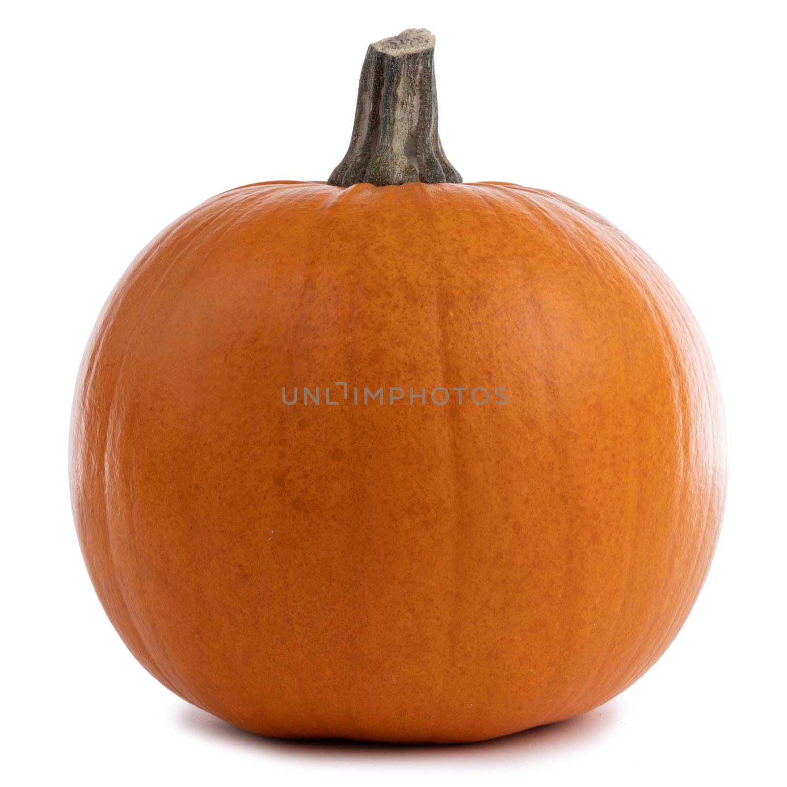 One perfect orange pumpkin isolated on white background , Halloween concept